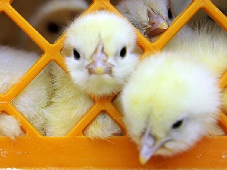 نظارت بهداشتی دامپزشکی بر بیش از یک میلیون و 100 هزار قطعه جوجه ریزی در مه ولات 